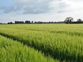 Зображення для оголошення Семена озимой пшеницы Водограй білоцерківський
