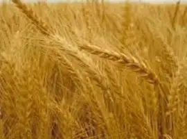 Зображення для оголошення Семена озимой пшеницы Дарунок Поділля