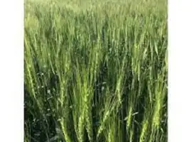 Зображення для оголошення Семена озимой пшеницы ЛАЗУРНАЯ