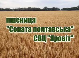 Зображення для оголошення Насіння озимої пшениці "Соната полтавська"