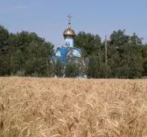 Зображення для оголошення Продам СРОЧНО семена пшеницы двуручка AMADEO Канадский трансгенный сорт