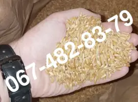 Зображення для оголошення Семена пшеницы ZELMA канадский ярый трансгенный сорт (элита)