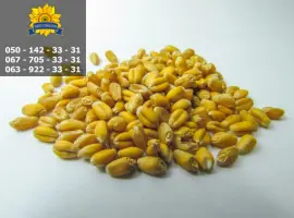 Зображення для оголошення Семена пшеницы Тацитус / Насіння пшениці від ПБФ «Колос»