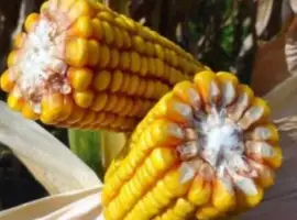 Насіння кукурудзи гібрид Марсель