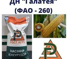 Насіння кукурудзи ДН Галатея ФАО 260 Рост Агро