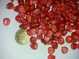 Насіння кукурудзи Альт ФАО 230 Рост Агро