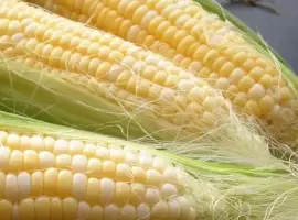 Продам нассіня кукурузи від виробника