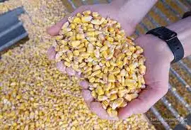 Купляємо кукурудзу по Рівенській області та сусідніх