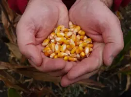 Купляємо кукурудзу по Львівській обл та сусідніх