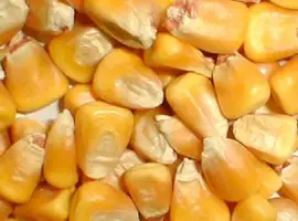 Купляємо кукурудзу / Чернігівська область