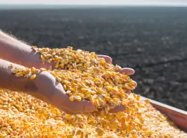 Есть покупатели кукурузы от 200 тонн