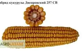 Семена кукурузы Днепровский 257 СВ
