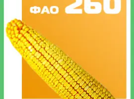 Кукуруза ДН Фиеста ФАО 260