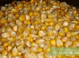 Куплю кукурузу