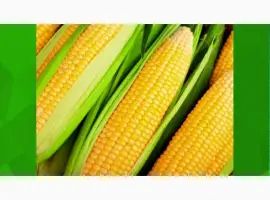 Семена кукурузы отечественные производители