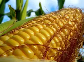 Насіння Кукурудзи Любава 279МВ ФАО-270