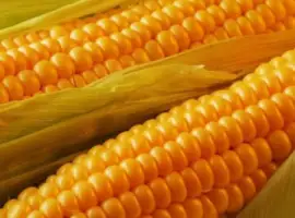 Зображення для оголошення Насіння Кукурудзи Маніфік ФАО-300