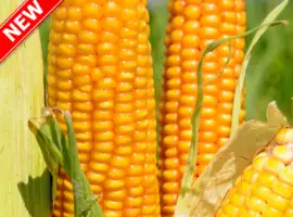 Семена кукурузы Тор (ФАО 280) Новинка от ВНИС