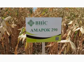 Семена кукурузы Амарок 290 (ФАО 320) напрямую от ВНИС