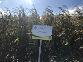Семена Кукурузы Гран 6 (ФАО 300) напрямую от производителя
