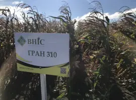 Семена кукурузы Гран 310 (ФАО 250) напрямую от ВНИС