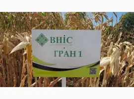 Семена кукурузы Гран 1 (ФАО 370) напрямую от ВНИС