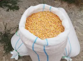 Продам сахарную кукурузу