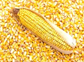 Насіння кукурудзи РАМ 8663 (ФАО 340) зерно