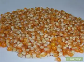 Кукуруза для попкорна из Аргентины