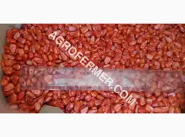 Семена кукурузы CORBIN FS - 899 ФАО 260 Канадский трансгенный гибрид