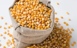 Куплю кукурузу