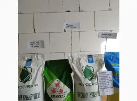 Продам насіння кукурудзи Хотин