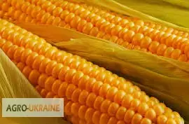 Закуповуємо кукурудзу по Вінницкій обл