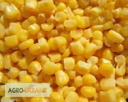 Зображення для оголошення Купуємо кукурузу