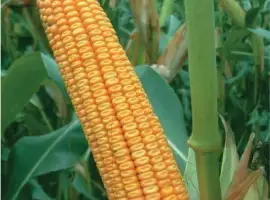 Насіння кукурудзи Гран 6