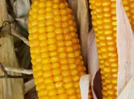 Насіння кукурудзи Тесла