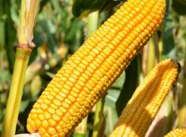 Кукурудза гібриди ''Леванте'' ФАО 280 та ''Остро'' ФАО 290, Mirasol Seed (Іспанія)
