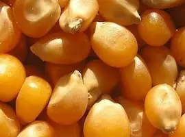 Куплю кукурузу с места