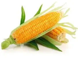 Куплю кукурузу база