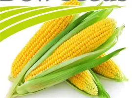 Посевной материал кукурузы от компании Dow Seeds