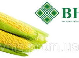 ВНІС пропонує: Насіння кукурудзи ВН 63