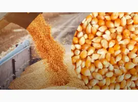 Куплю кукурудзу