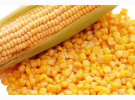 Продам зерна кукурузы. Влага 13