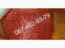 Продам семена кукурузы ADEL ФАО 260 канадский трансгенный гибрид