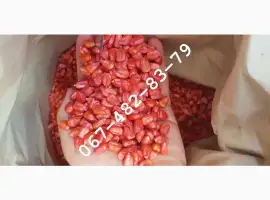 Продам семена кукурузы CORBIN ФАО 260 канадский трансгенный гибрид