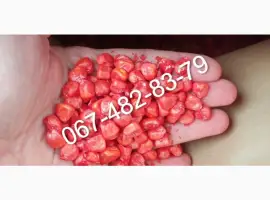 Продам Семена кукурузы CATALINA ФАО 260 канадский гибрид
