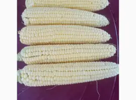 Куплю сладкую кукурузу в початках