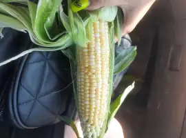 Продам кукурузу молодая