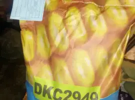 Семена Monsanto (Монсанто) кукуруза Dekalb. ОРИГИНАЛ