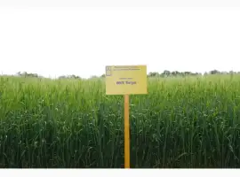 Зображення для оголошення МІП Титул ячмінь ярий